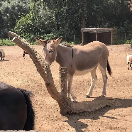 Carco Vecchio Ii *